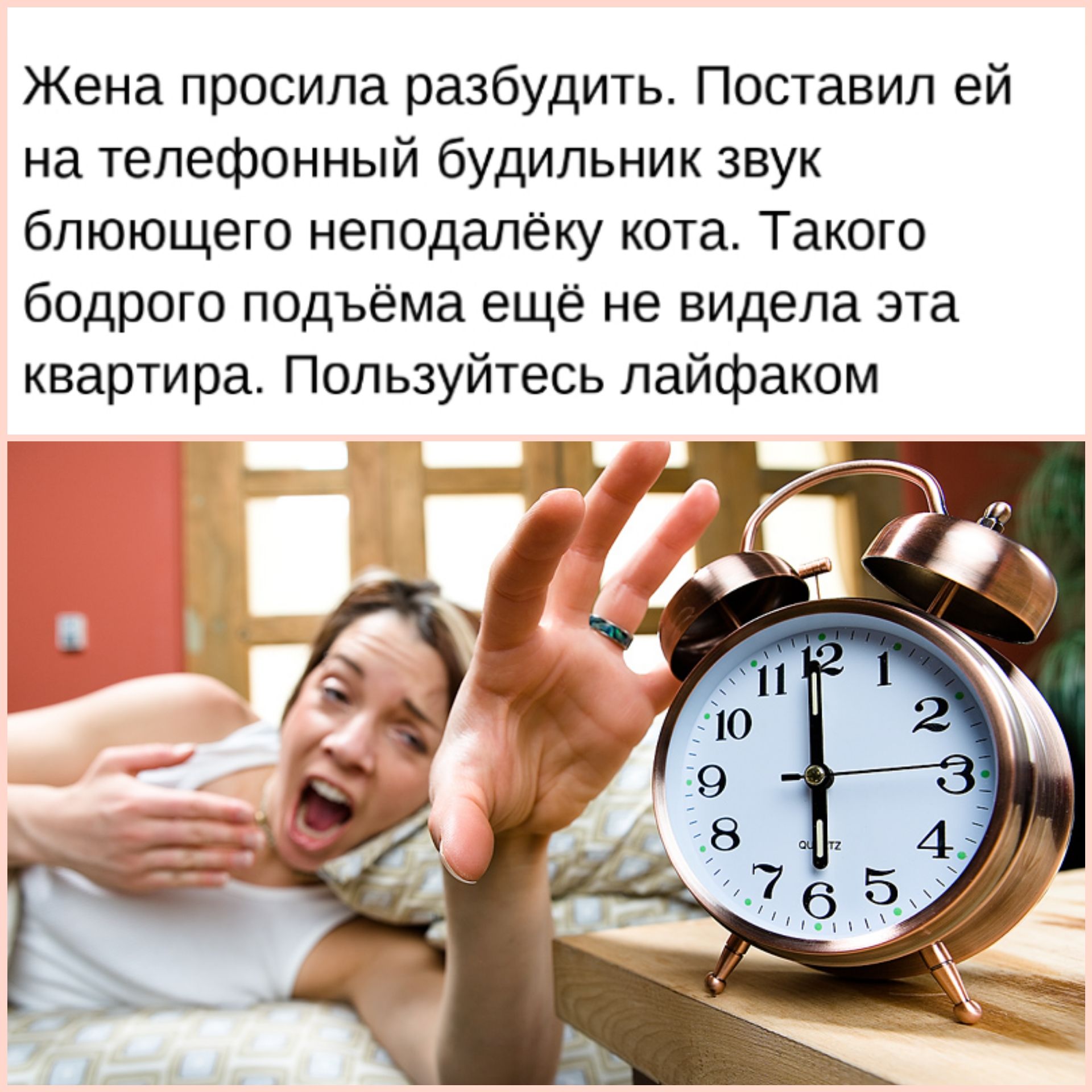 Жена просила разбудитьт Поставил ей на телефонный будильник звук бпюющего неподалёку кота Такого бодрого подъёма ещё не видела эта квартира Пользуйтесь пайфаком