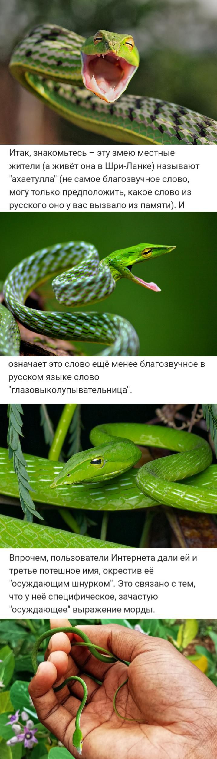 Итак, знакомьтесь – эту змею местные жители (а живёт она в Шри-Ланке) называют 