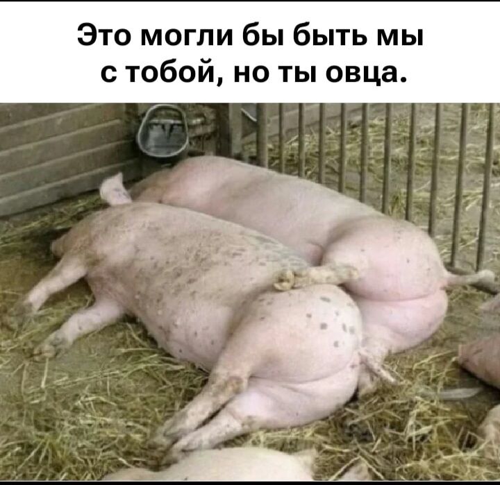 Это могли бы быть мы с тобой, но ты овца.