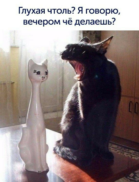 Глухая чтоль Я говорю вечером чё делаешь