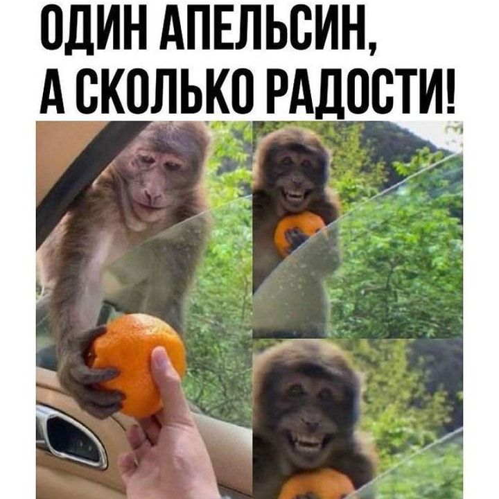 ОДИН АПЕЛЬСИН А ВКОКЛЬО РАДОСТИ