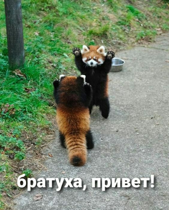 Эа' бг рат: уха, п ривет!
