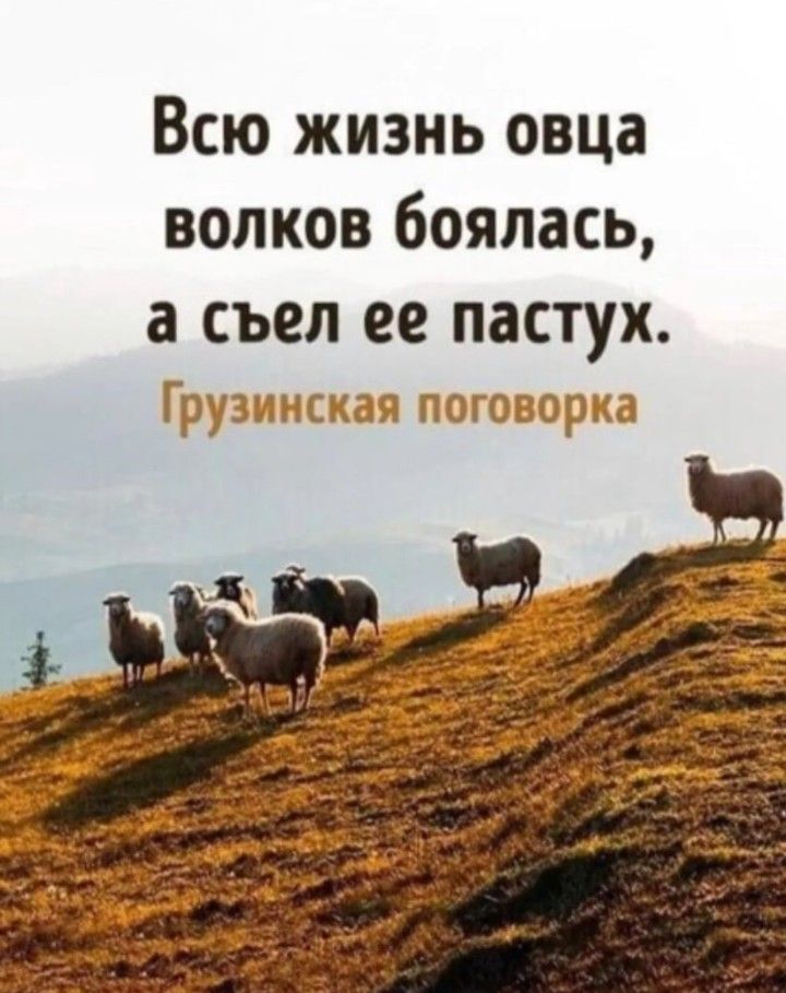 Всю жизнь овца волков боялась а съел ее пастух ЗПНСКСЯ ПОГОВОРКС