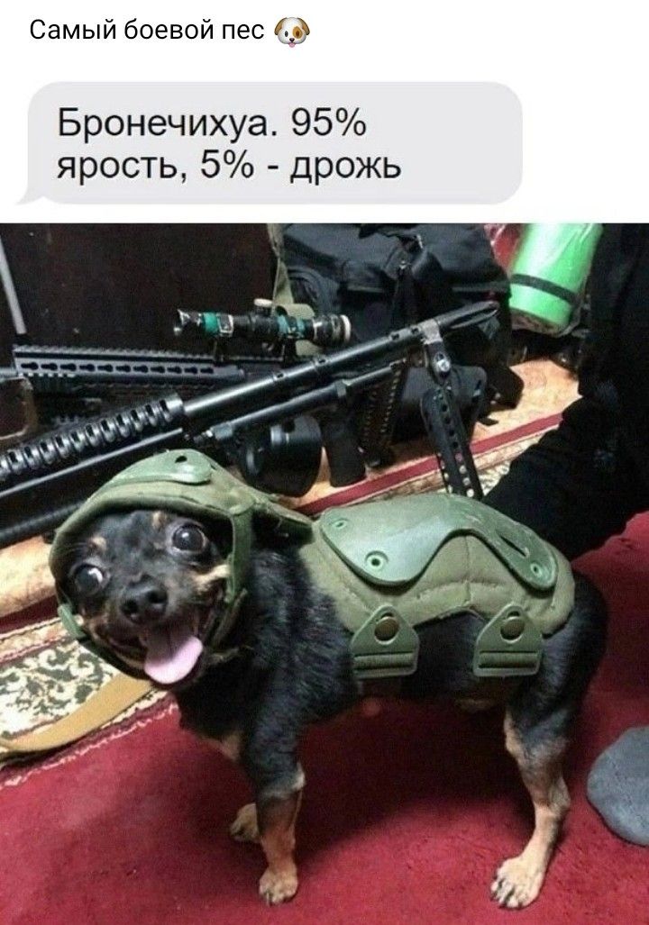 Самый боевой пес д Бронечихуа 95 ярость 5 дрожь