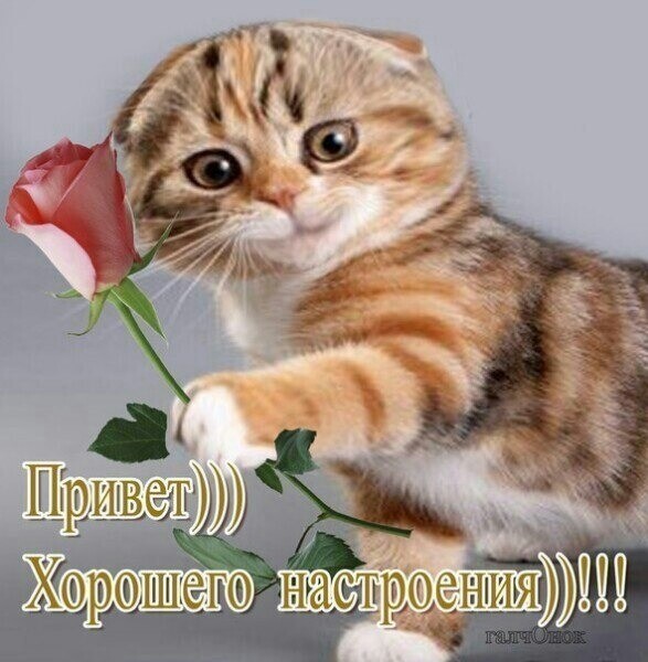 1Г1нръзпвбти Хщдсоишэт н1