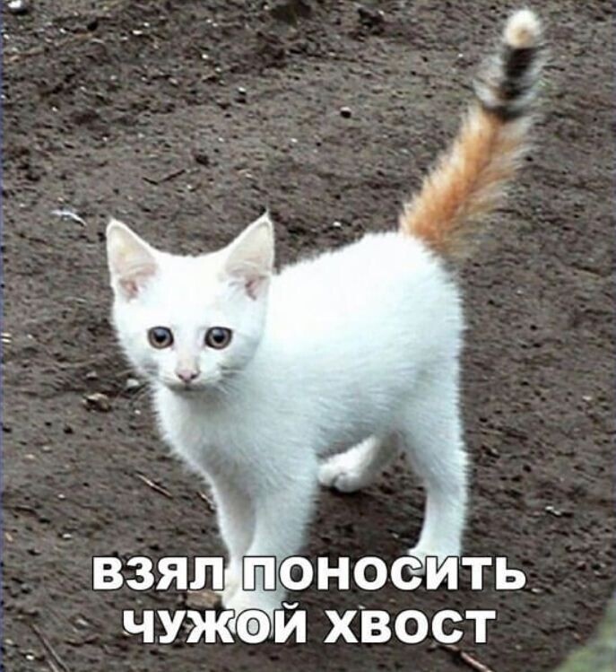 чуЗКэй хвост