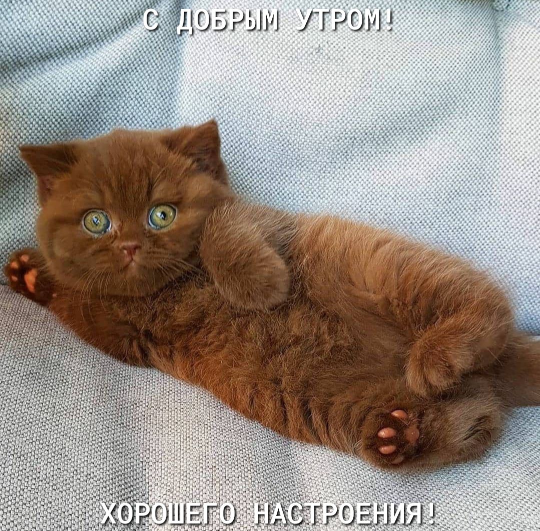 Побрым утром! Роэщелео!