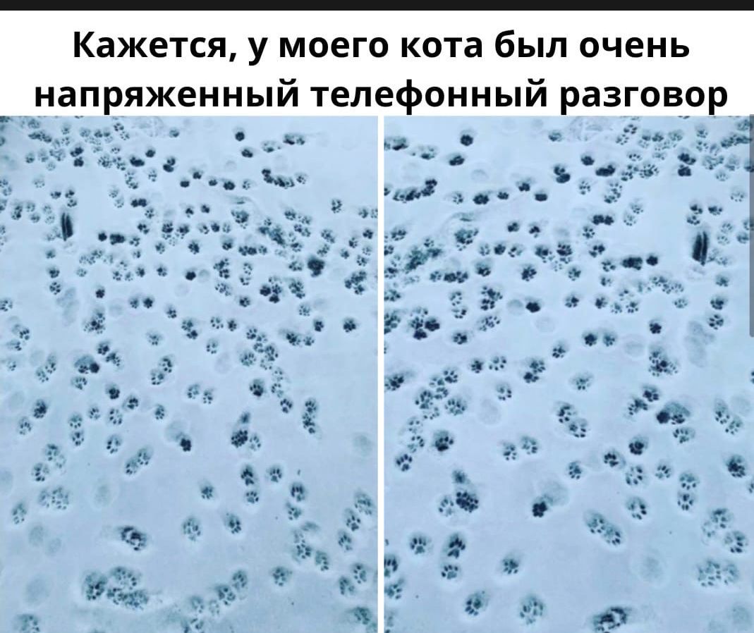 Кажется у моего кота был очень напряженный телефонный разговор