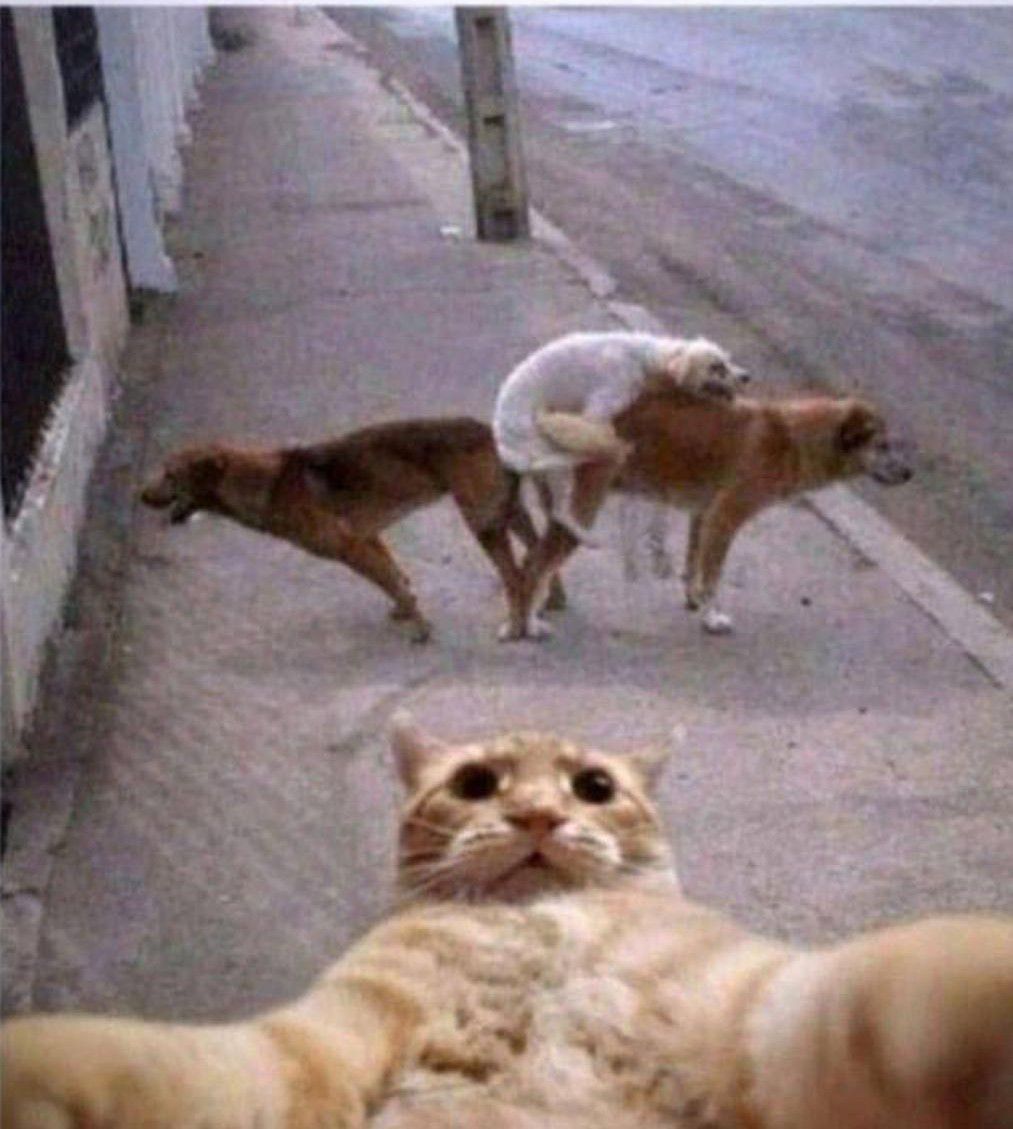 Кот на переднем плане делает селфи: в фокусе крупная мордочка, на заднем плане две собаки в рамках улицы.