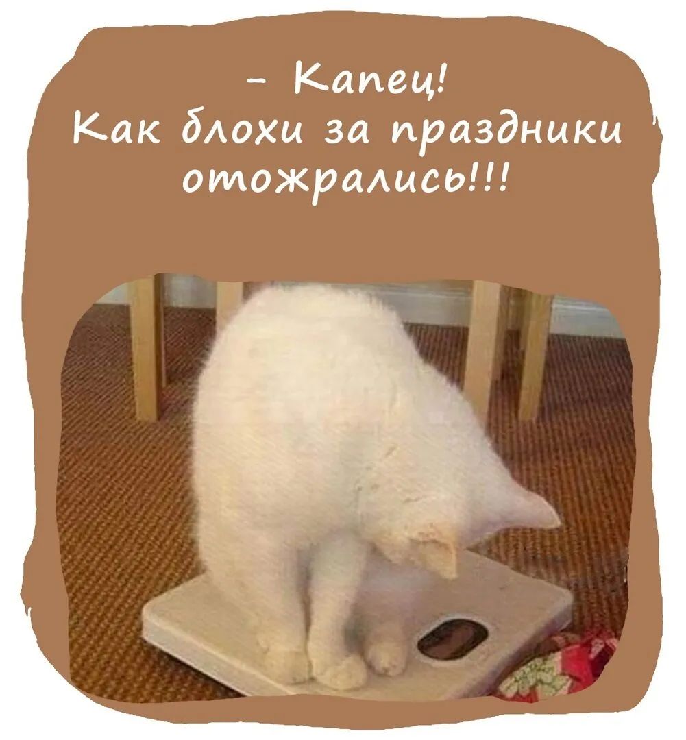 Капец Как бАохц за праздники отожрались