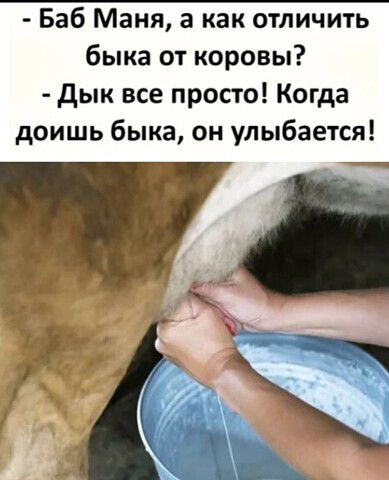 Баб Маня а как отличить быка от коровы дык все просто Когда доишь быка он улыбается