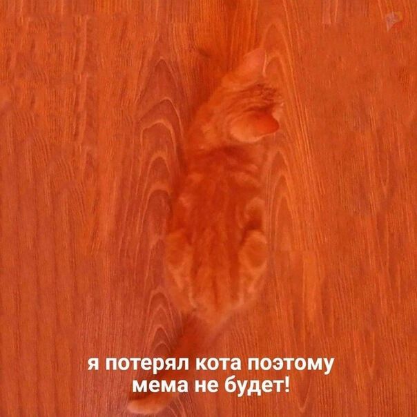 я потерял кота поэтому мема не будет