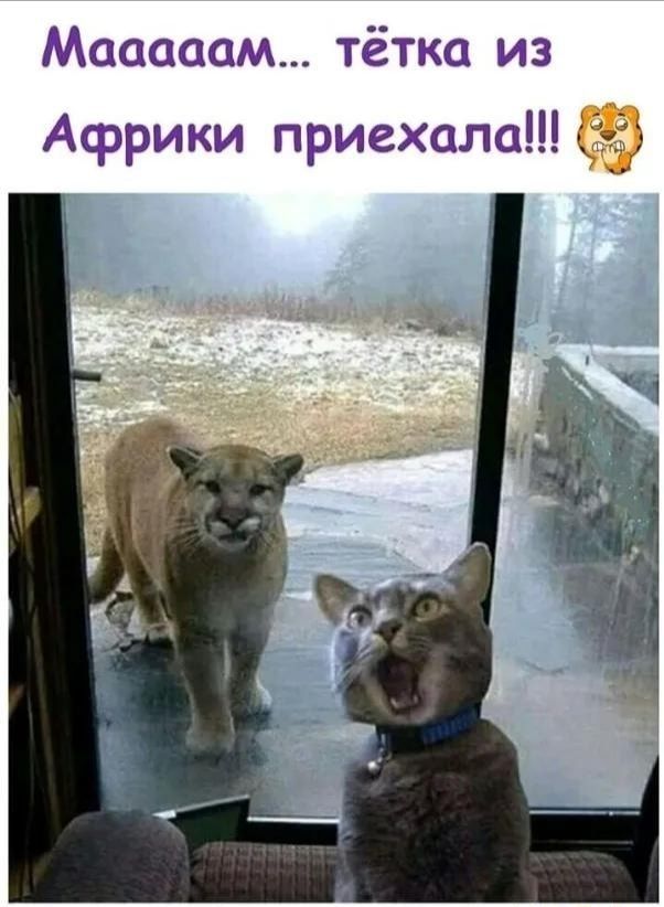 Мааааам тётка из Африки приехала