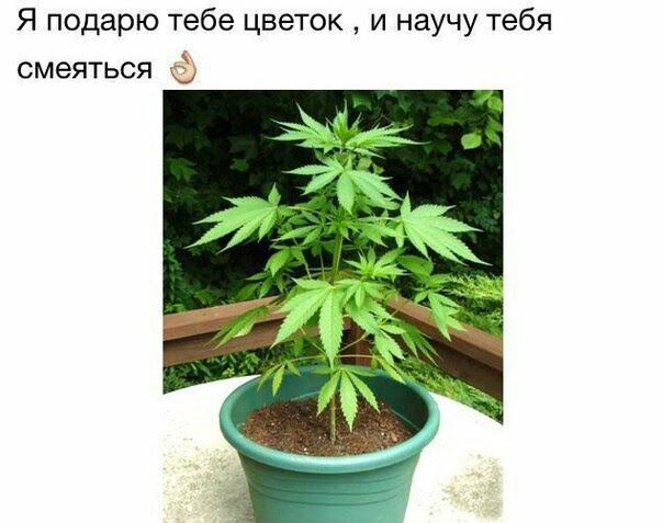 Я подарю тебе цветок и научу тебя смеяться