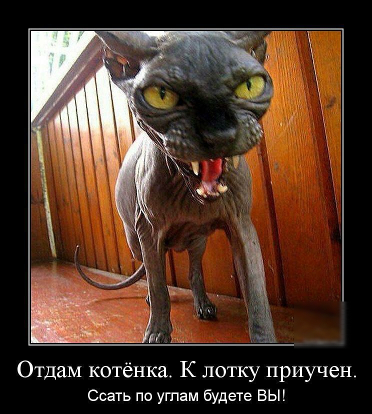 Отдам котёнка К лотку приучен Ссать по углам будете ВЫ