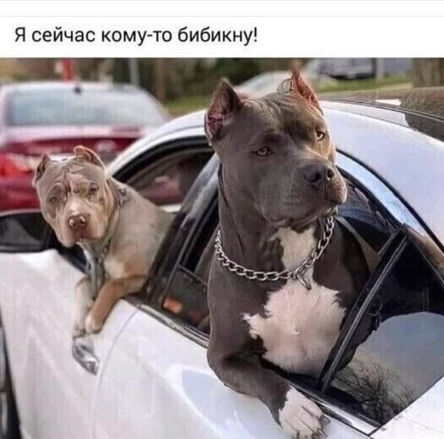 Я сейчас кому то бибикну