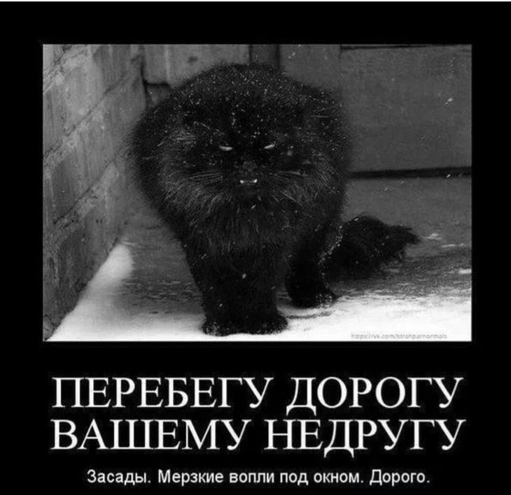 ПЕРЕБЕГУ ДОРОГУ ВАШЕМУ НЕДРУГУ Заезды Мерзкие вопли под окном Дорого