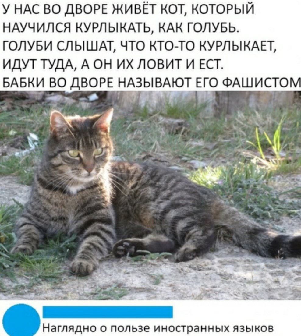 У любы живет кот