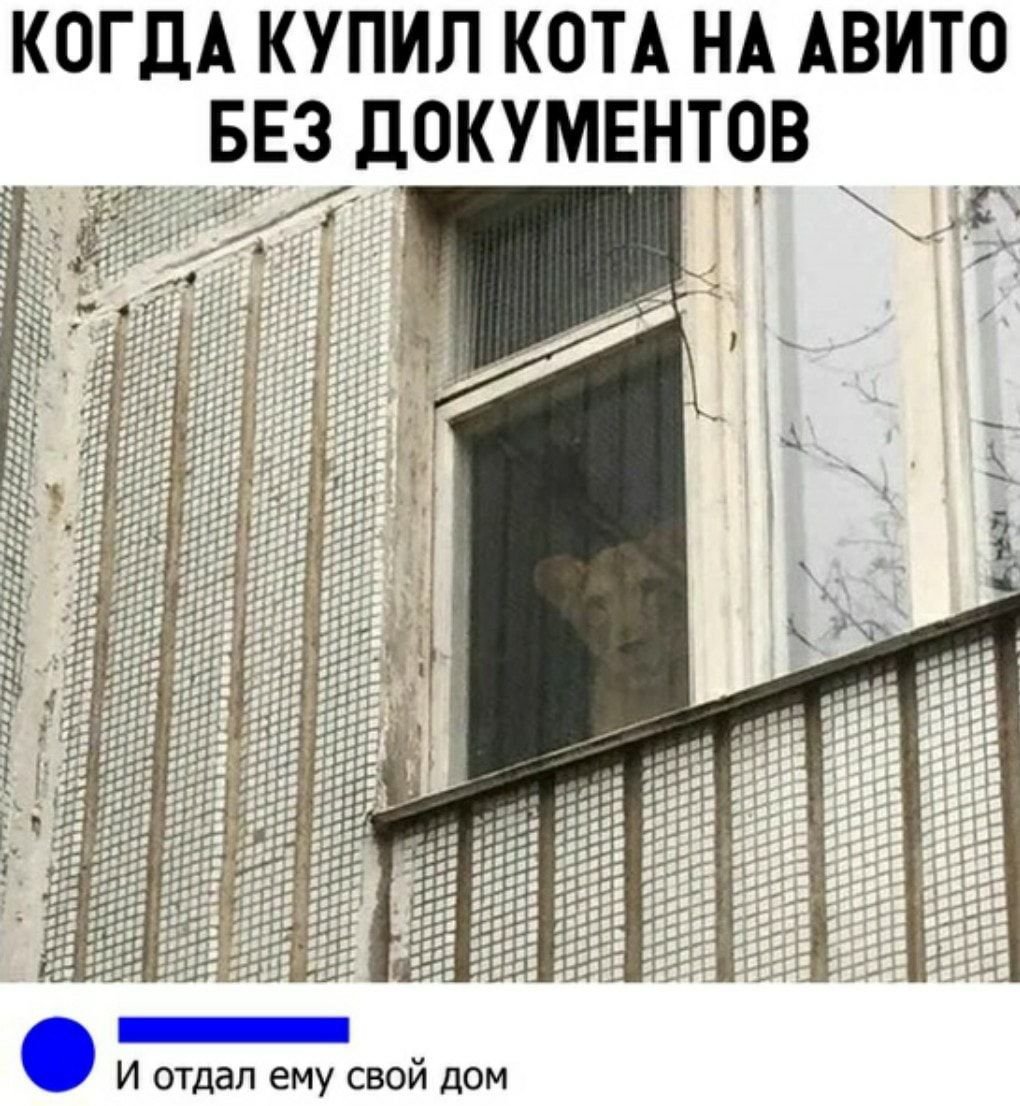 КОГДА КУПИЛ КОТА НА АВИТО 553 документов ЪАЁЁФЗ ёцч г ъі 11 Гуд И отдал ему свой дом