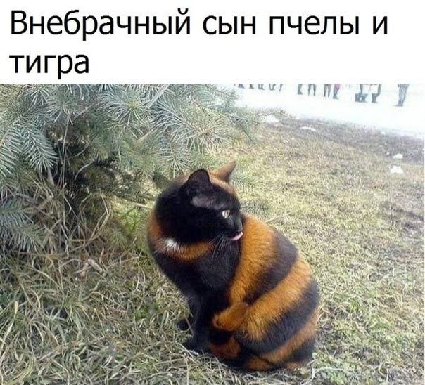 Внебрачный сын пчелы и тигра м ч а