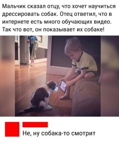 Мальчик сказал отцу, что хочет научиться дрессировать собак. Отец ответил, что в интернете есть много обучающих видео. Так что вот, он показывает их собаке! Не, ну собакато смотрит