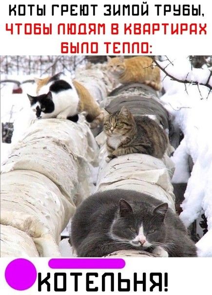 ипты греют зыппй т тннат к РНБЫ п кптвпЬняд