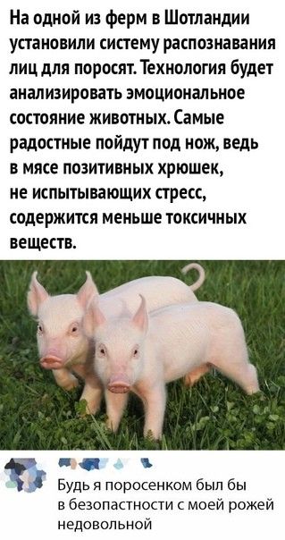На одной из ферм в Шотландии установили систему распознавания лиц для поросят Технология будет анализировать эмоциональное состояние животных Самые радостные пойдут под нож ведь в мясе позитивных хрюшек не испытывающих стресс содержится меньше токсичных веществ Будь я поросенком был бы в безопастности моей рожей недовольной