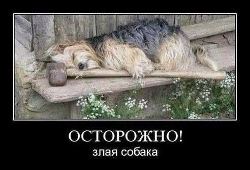 ОСТОРОЖНО алая собака