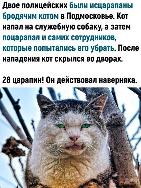 двое полицейских были нсцарапаны бродячим котом в Подмосковье Кот напал на служебную собаку а затем поцарапан и самих сотрудников которые попыталнсь его убрать После нападения кот скрылся во дворах 28 царапин Он действовал наверняка