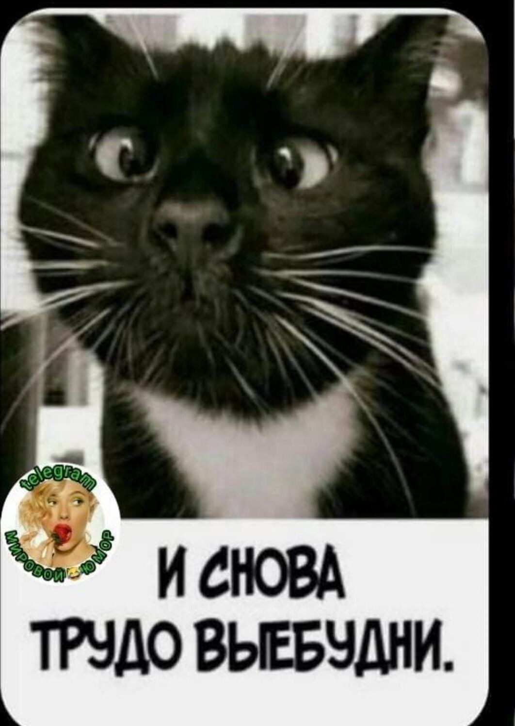 ТРНДО ВЫЕБЭДНИ