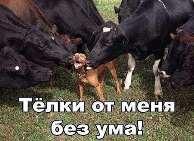 Тёлки от меня без ума!