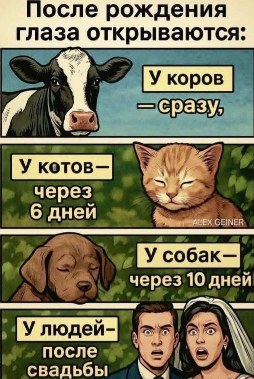После рождения глаза открываются:
У коров - сразу,
У котов - через 6 дней,
У собак - через 10 дней,
У людей - после свадьбы.