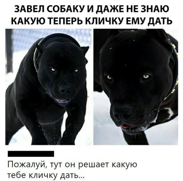ЗАВЕЛ СОБАКУ И ДАЖЕ НЕ ЗНАЮ КАКУЮ ТЕПЕРЬ КЛИЧКУ ЕМУ ДАТЬ

Пожалуй, тут он решает какую тебе кличку дать...