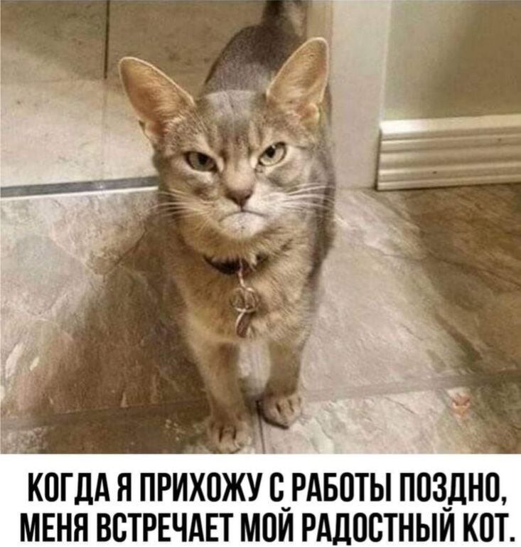 КОГДА Я ПРИХОЖУ С РАБОТЫ ПОЗДНО, МЕНЯ ВСТРЕЧАЕТ МОЙ РАДОСТНЫЙ КОТ.