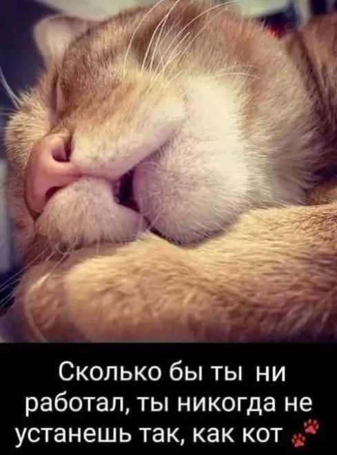 Сколько бы ты ни работал, ты никогда не устанешь так, как кот