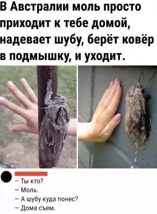 В Австралии моль просто приходит к тебе домой, надевает шубу, берёт ковёр в подмышку, и уходит.

— Ты кто?
— Моль.
— А шубу куда понес?
— Дома съем.