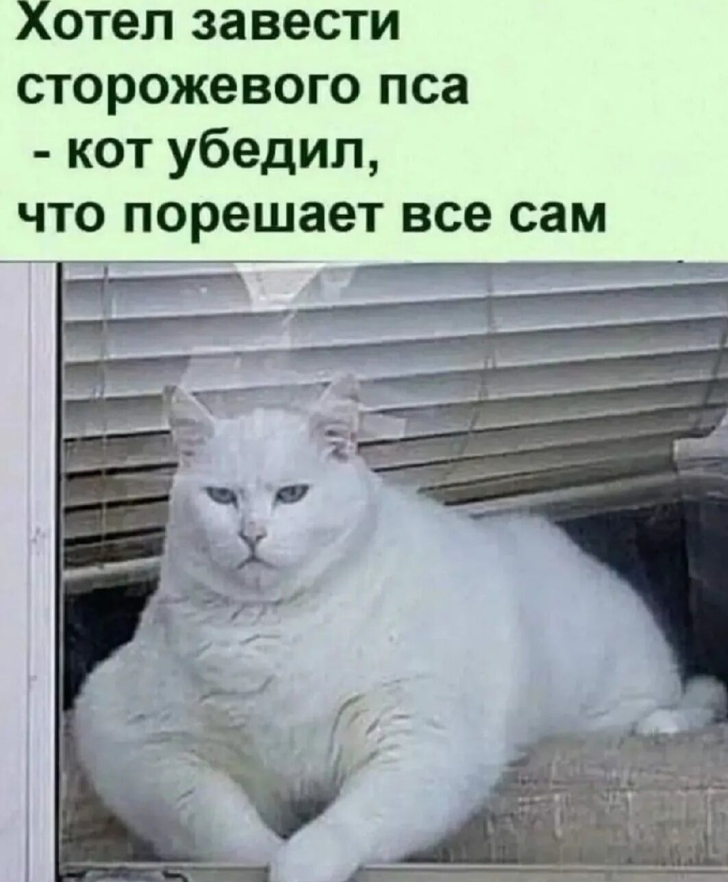 Хотел завести сторожевого пса - кот убедил, что порешает все сам