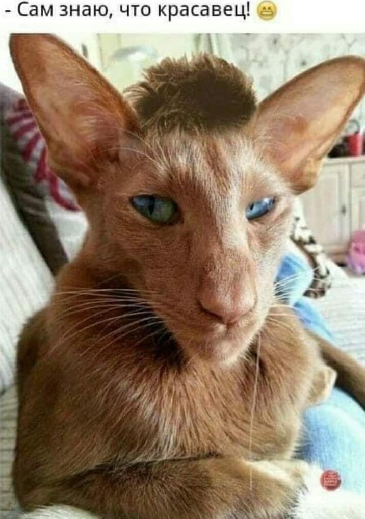 Сам знаю, что красавец!