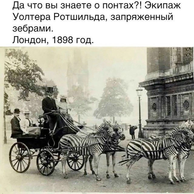 Да что вы знаете о понтах?! Экпаж Уолтера Ротшильда, запряженный зебрами. Лондон, 1898 год.