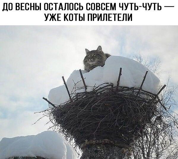 ДО ВЕСНЫ ОСТАЛОСЬ СОВСЕМ ЧУТЬ-ЧУТЬ — УЖЕ КОТЫ ПРИЛЕТЕЛИ