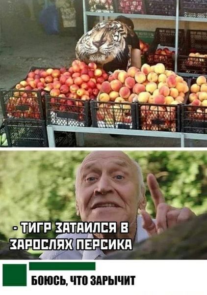 - ТИГР ЗАТАИЛСЯ В ЗАРОСЛЯХ ПЕРСИКА
БОЮСЬ, ЧТО ЗАРЫЧИТ