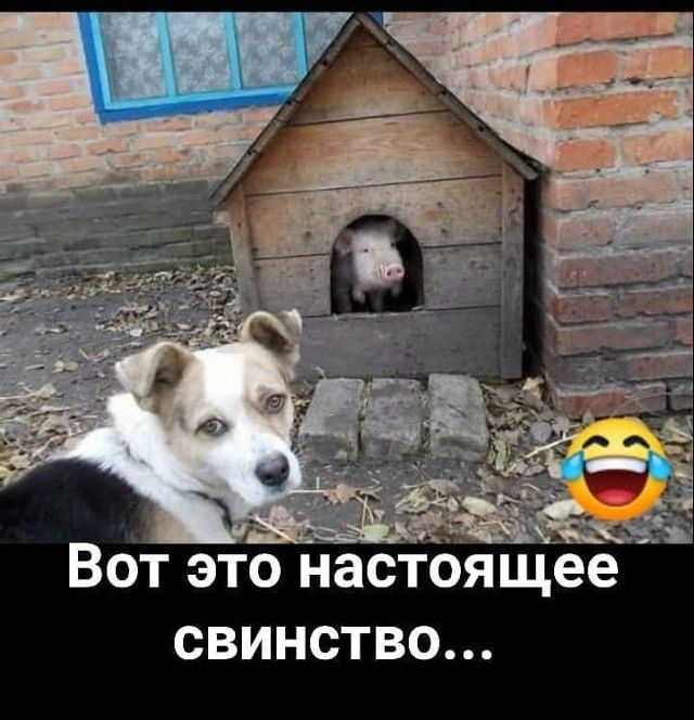 Вот это настоящее свинство…