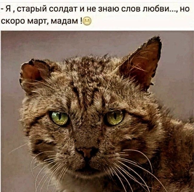 Я, старый солдат и не знаю слов любви..., но скоро март, мадам!