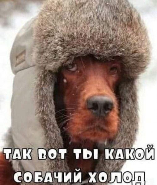 ТАК ВОТ ТЫ КАКОЙ СОБАЧИЙ ХОЛОД
