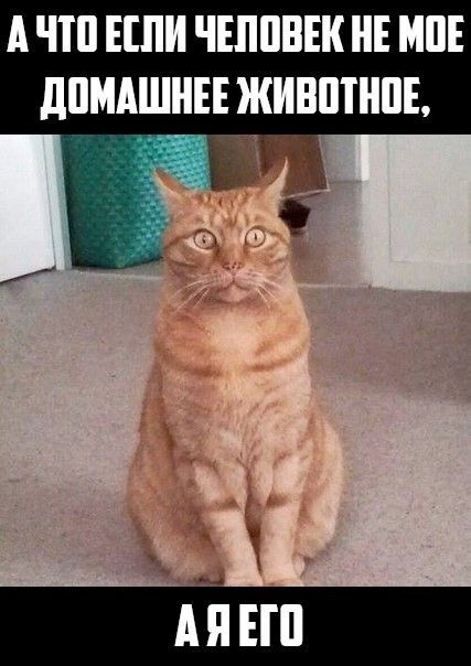 А ЧТО ЕСЛИ ЧЕЛОВЕК НЕ МОЕ ДОМАШНЕЕ ЖИВОТНОЕ, А ЕГО