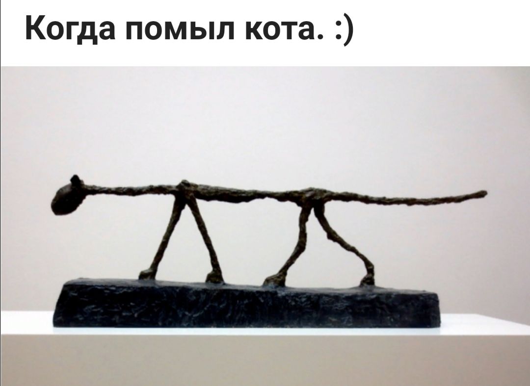 Когда помыл кота