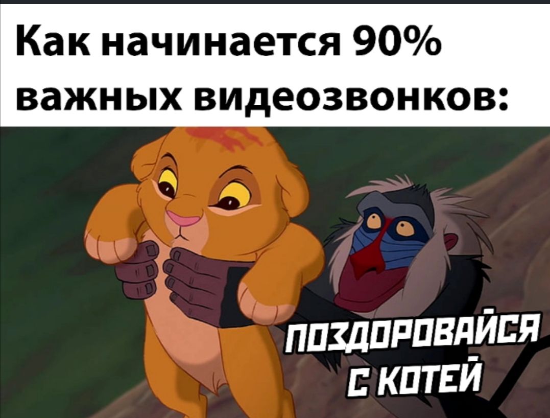 Как начинается 90 важных видеозвонков: ппхдоровайся с котей