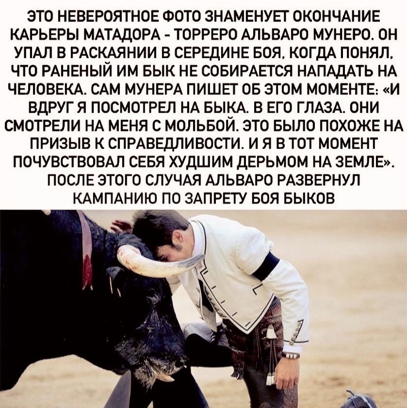 ЭТО НЕВЕРОЯТНОЕ ФОТО ЗНАМЕНУЕГ ОКОНЧАНИЕ КАРЬЕРЫ МАТАДОРА ТОРРЕРО АЛЬВАРО МУНЕРО ОН УПАЛ В РАСК_АЯНИИ В СЕРЕДИНЕ БОЯ КОГДА ПОНЯЛ ЧТО РАНЕНЫИ ИМ БЫК НЕ СОБИРАЕТСЯ НАПАДАТЬ НА ЧЕЛОВЕКА САМ МУНЕРА ПИШЕТ ОБ ЭТОМ МОМЕНТЕ И ВДРУГЯ ПОСМОТРЕЛ НА БЫКА В ЕГО ГЛАЗА ОНИ СМОТРЕЛИ НА МЕНЯ С МОЛЬБОИ ЭТО БЫЛО ПОХОЖЕ НА ПРИЗЫВ К СПРАВЕДЛИВОСТИ И Я В ТОТ МОМЕНТ ПОЧУВСТВОВАЛ СЕБЯ ХУДШИМ ДЕРЬМОМ НА ЗЕМЛЕ ПОСЛЕ ЭТОГО 