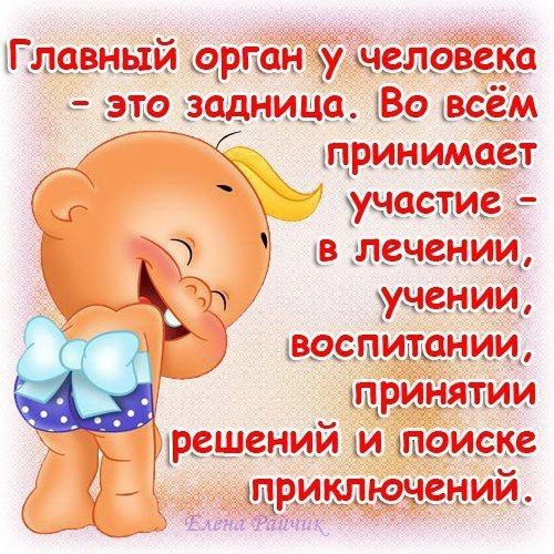 Главный органу, чело,  это задница. Во всё