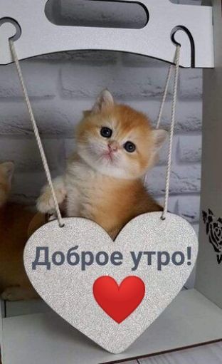 доброе утро